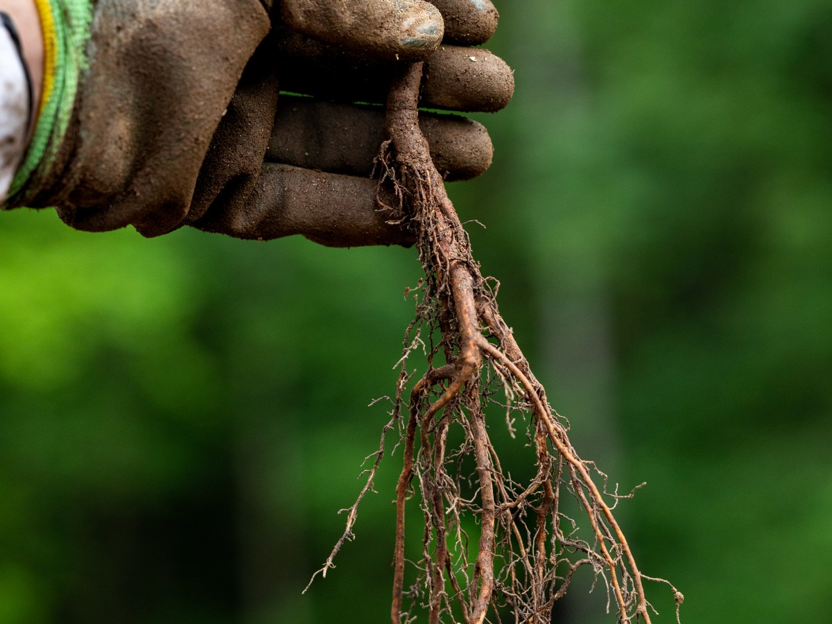 Bäume pflanzen, Haltung&nbsp;zeigen